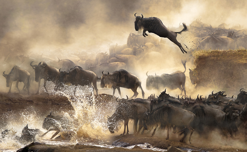Illustration for article titled The finalists for 2014's Sony World Photography Awards are outstanding